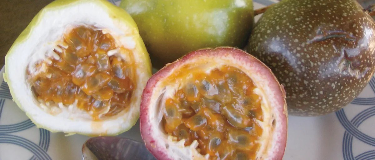 Searles Planting and growing Passionfruit vines